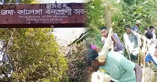 রেমা–কালেঙ্গা বনাঞ্চল উজাড়; অবৈধ গাছ পাচারে বিপর্যস্ত বন